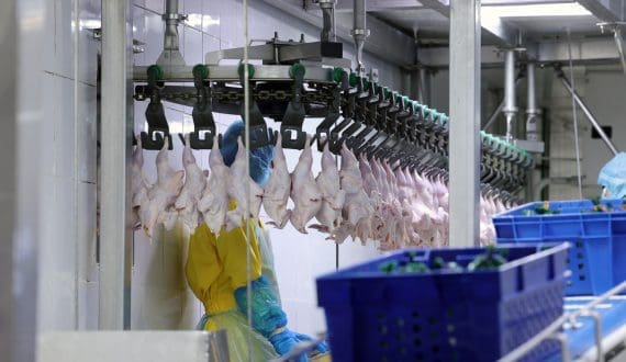 Thumbnail for South Africa poultry industry calls for removal of VAT on chicken to ease food costs