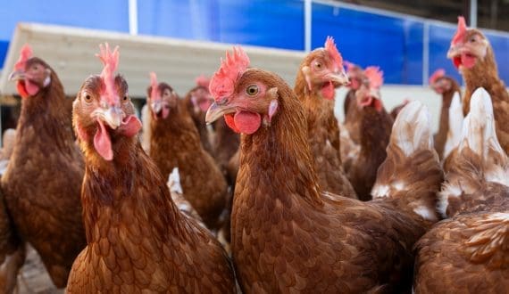 Thumbnail for Tyson Foods acquires former Cargill turkey plant in Springdale, Arkansas