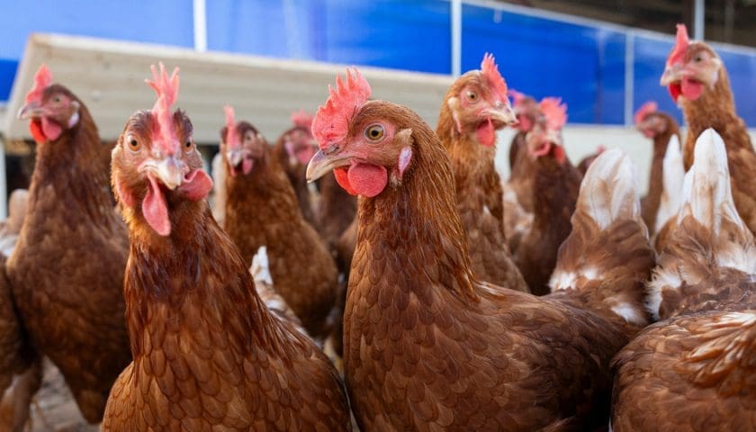 Thumbnail for French poultry heavyweight LDC Group reports 17% revenue growth in third quarter