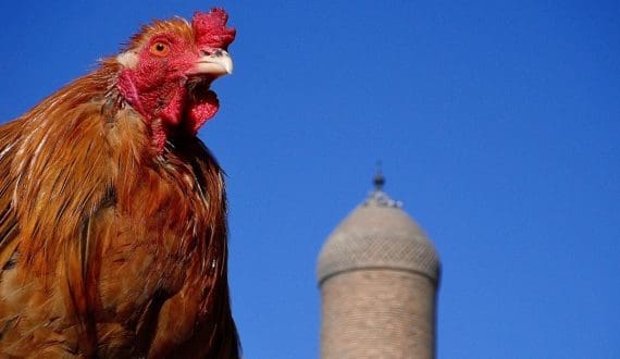 Thumbnail for Ghana EXIM Bank launches strategy to cut poultry imports, support local production