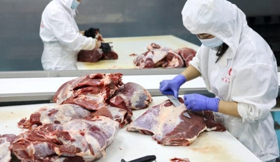 Thumbnail for Mosa Meat raises US$17.7M amid challenges for cultivated meat industry