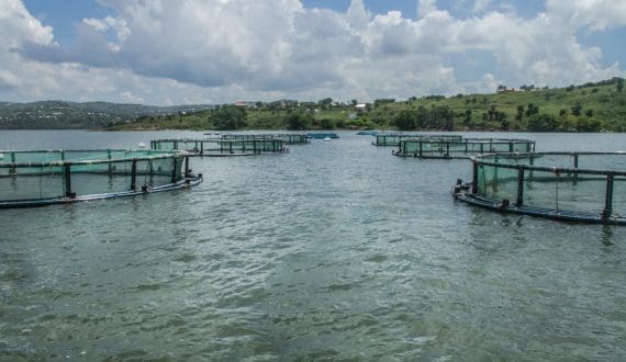 Thumbnail for Morocco’s aquaculture sector draws over US$142M in H1 2025 – National Agency for Aquaculture Development