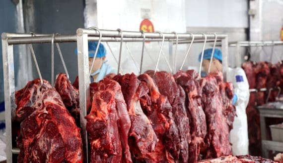 Thumbnail for Danish Crown plans new Vejen pork facility as pig supply rises