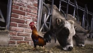 Egypt issues 1,165 livestock, poultry licenses as poultry prices fall and red meat costs rise