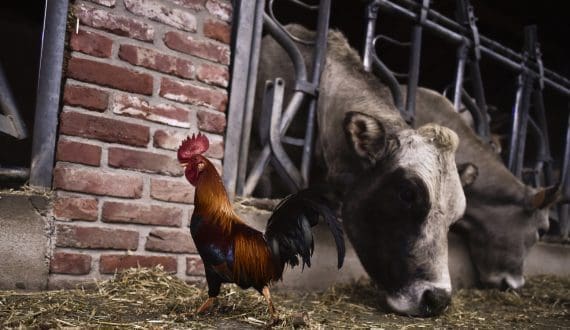 Thumbnail for India sugar exports reach 180,000 tons as prices ease, rupee weakens 