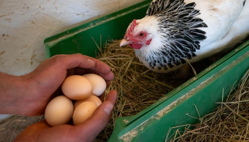 Thumbnail for Brazil sets new poultry, egg export records in 2025