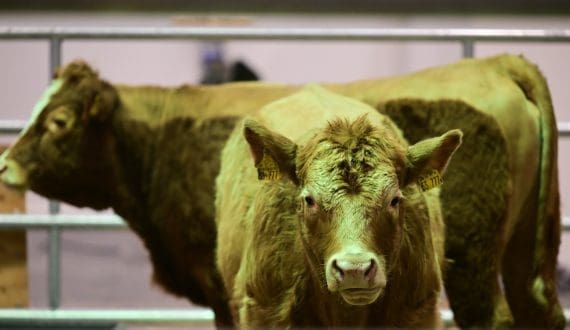 Thumbnail for Maluti Mountain Brewery appoints Mapeete Ntjana as first female Managing Director 