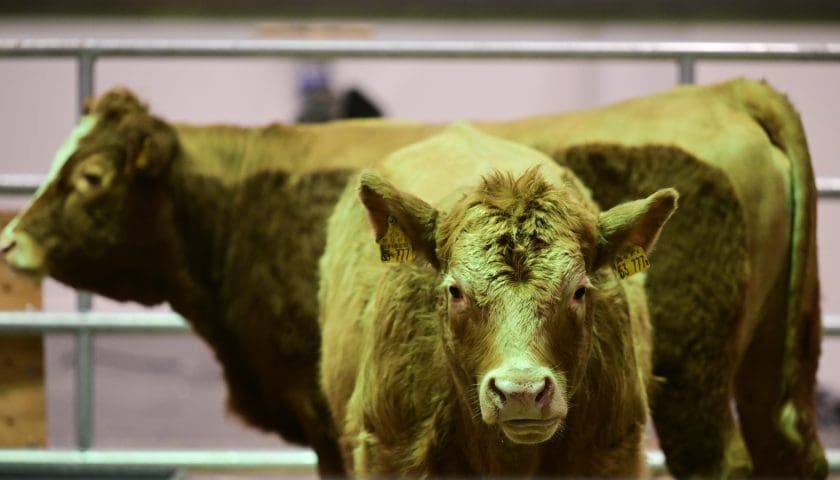 Thumbnail for US gains market access for cattle, chicks, eggs in Ethiopia