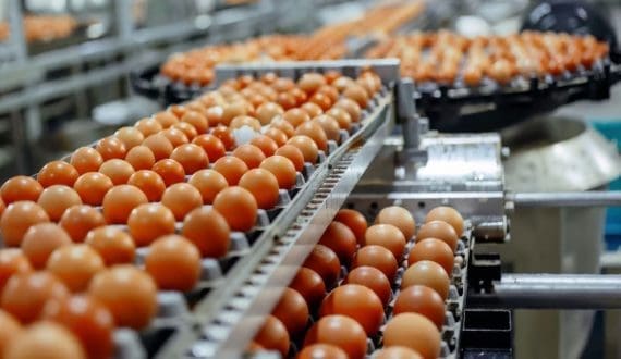 Thumbnail for FDA funds US$1M study on drug-resistant bacteria in retail poultry