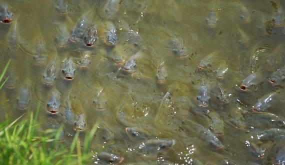 Thumbnail for Botswana retailer Choppies sees its shares plunge after surge in 2025