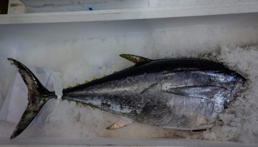 Thumbnail for EU introduces stricter freezing rules for tuna imports in 2026