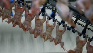 Poultry prices climb in Egypt ahead of Ramadan