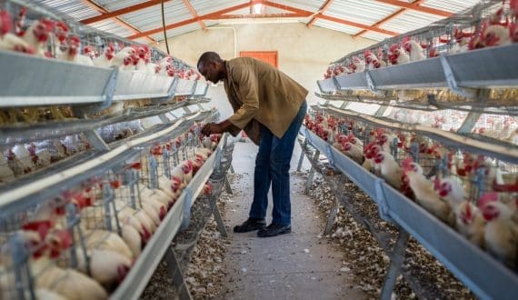 Thumbnail for Almunajem Foods opens talks to buy minority stake in Al Jouf Agricultural Development