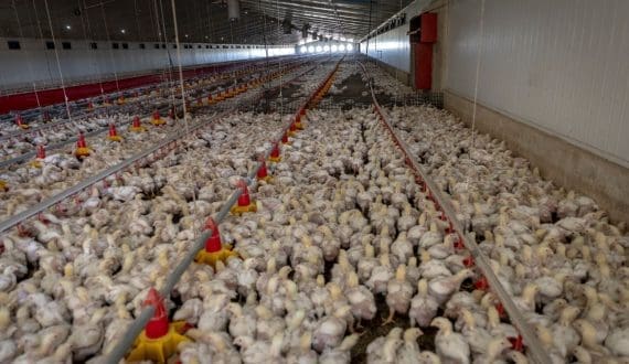 Thumbnail for EU set to provisionally apply Mercosur trade deal from March despite court referral