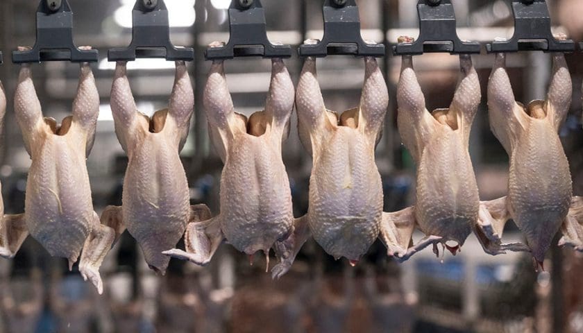 Thumbnail for JBS commits US$85M to expand halal poultry production in Saudi Arabia