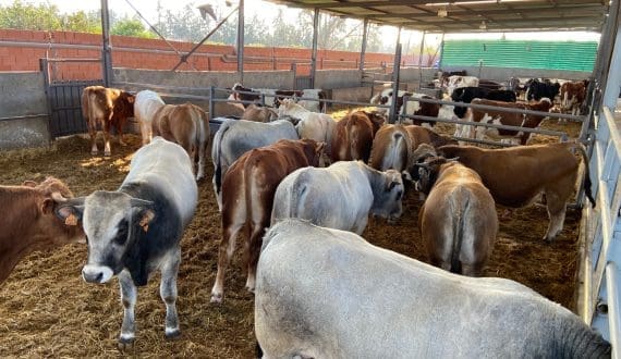 Thumbnail for Sonoco seeks fresh IFC financing for integrated poultry project in Guinea