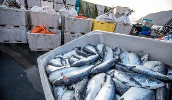 Thumbnail for Sonoco seeks fresh IFC financing for integrated poultry project in Guinea