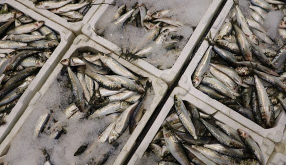 Thumbnail for UK’s Hilton Food flags higher U.S. smoked salmon write-offs