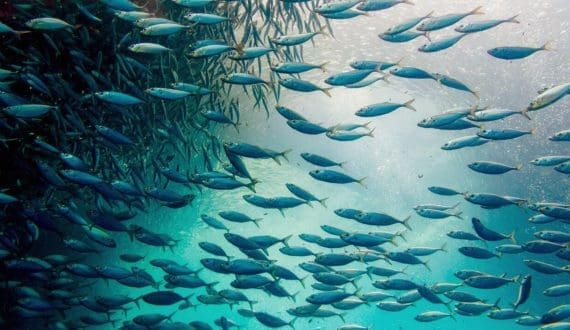 Thumbnail for Oman outlines fisheries and agriculture investment pipeline for Duqm and Dhofar