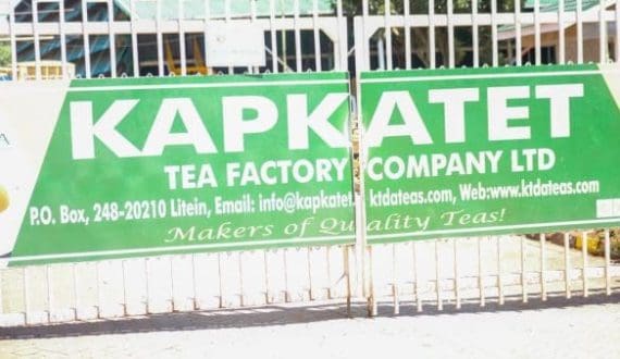 Thumbnail for KTDA maintains green leaf tea price for Kericho, Bomet farmers 