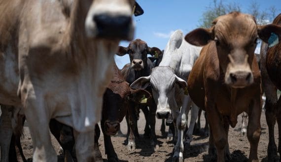 Thumbnail for AG Barr acquires Fentimans and Frobishers to expand adult soft drinks portfolio 