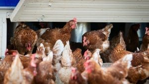 Bird Flu wipes out millions of laying chicken across the US