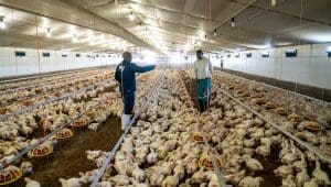 Ghana prepares national poultry master plan as marine aquaculture project takes Shape