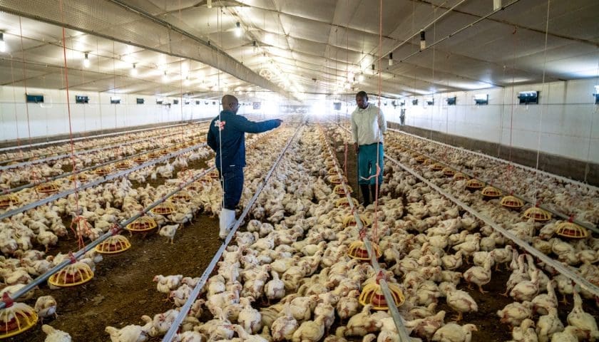 Thumbnail for Avian Flu resurfaces across Nigeria, South Africa, and Namibia – WOAH