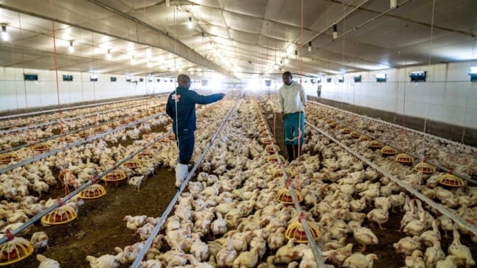 Ghana Prepares National Poultry Master Plan As Marine Aquaculture ghana-prepares-national-poultry-master-plan-as-marine-aquaculture