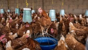 Zimbabwe steps up drive to cut antibiotic use in poultry sector