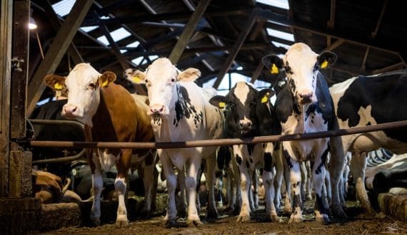 Thumbnail for South Africa introduces locally made foot-and-mouth vaccine