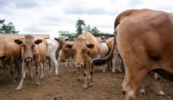 Thumbnail for Zambia raises funding for Kanyama Cattle Breeding Centre to improve operations