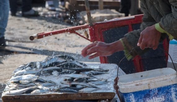 Thumbnail for Morocco limits sardine exports for a year to address domestic shortages