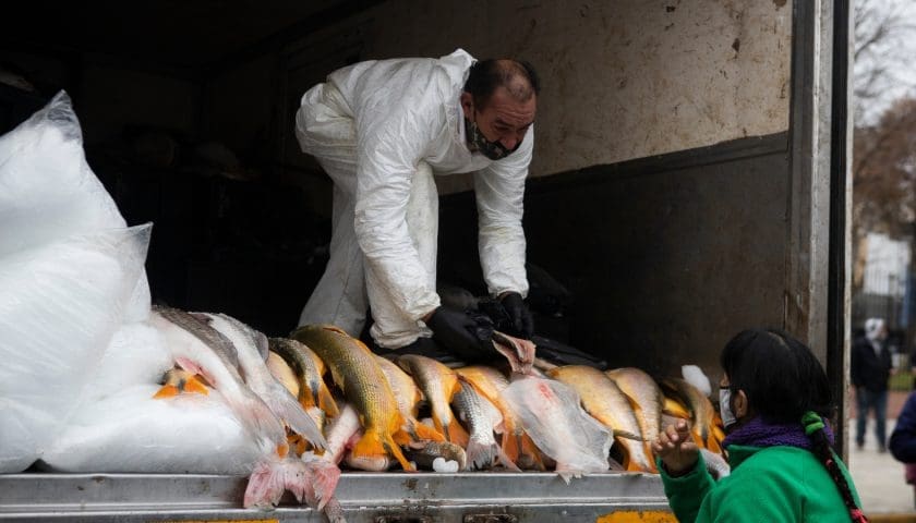 Thumbnail for Argentina’s fish exports hit second-highest level in 2025 – CAPeCA