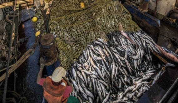 Thumbnail for U.S. beef exports to China blocked as other markets show growth