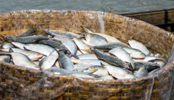 Thumbnail for France hits record egg consumption in 2025