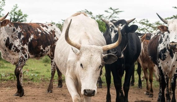 Thumbnail for Tesco reaches target for healthier product sales