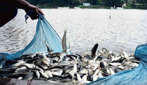 Thumbnail for Egypt seeks to expand seafood exports to Italy