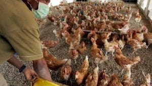 South African poultry industry plans for domestic sales amid Middle East conflict