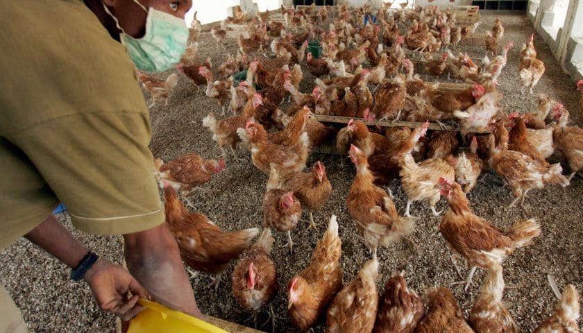 Thumbnail for South African poultry industry plans for domestic sales amid Middle East conflict