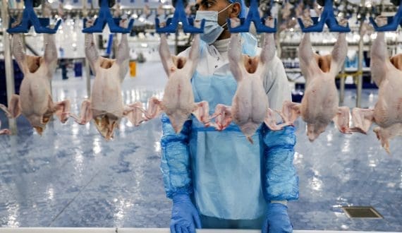 Thumbnail for Oman’s A’Saffa Foods to increase broiler chicken production with Q3 expansion