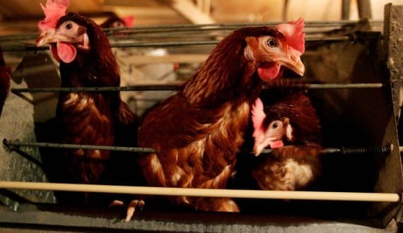 Thumbnail for Carrefour cancels sale of Argentine business, opts to keep operations