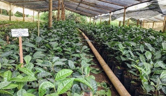 Thumbnail for Uganda tea nursery operators seek Museveni’s intervention over unpaid seedling compensation 