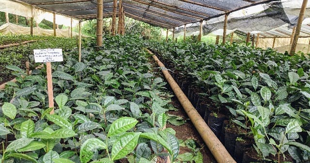 Thumbnail for Uganda tea nursery operators seek Museveni’s intervention over unpaid seedling compensation 