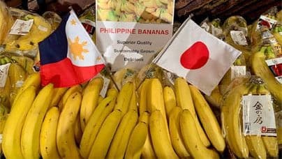 Thumbnail for Philippine banana exporters shift volumes to Asia as ME disruptions threaten US$200M in revenue 