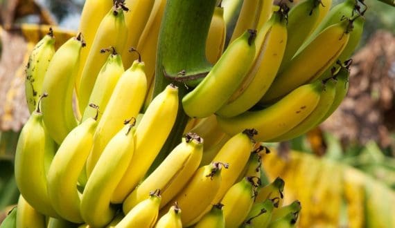 Thumbnail for Tropic raises US$105M to scale gene-edited bananas with extended shelf life