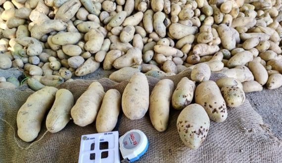 Thumbnail for African sweet potato project targets 25% yield increase through advanced field trials, farmer validation
