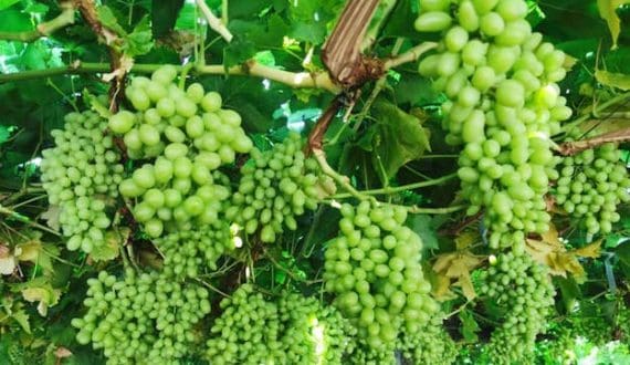 Thumbnail for Namibian grape exports exceed US$65M in Q42025, driving horticulture growth