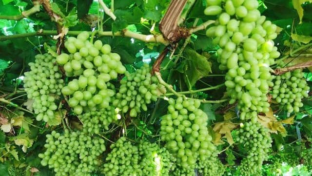 Thumbnail for Namibian grape exports exceed US$65M in Q42025, driving horticulture growth