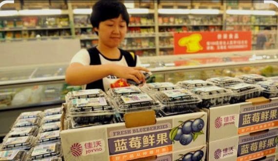 Thumbnail for Zimbabwe earns US$11.6M from agricultural exports to China with zero tariffs ahead